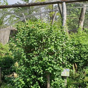 Crested seriema aviary