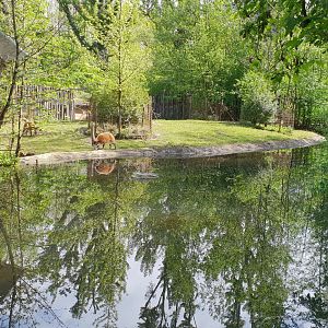 Red river hog - Bongo enclosure