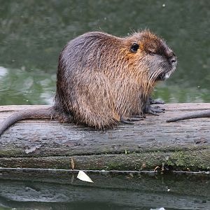 Coypu