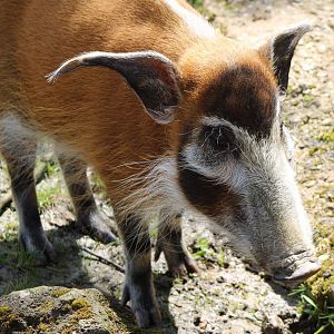 Red river hog