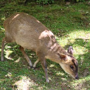 Reeve's muntjac
