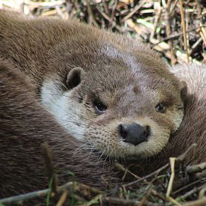 European otter