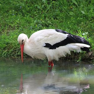 European white stork