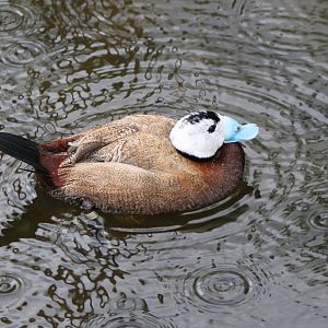 White-headed duck