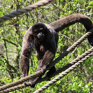 Woolly monkey