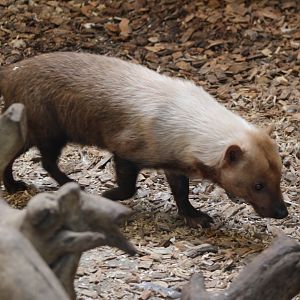 Bush dog