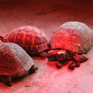 Hermann's tortoises