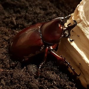 Xylotrupes gideon sumatrensis