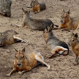 The Mass Mara Exhibit