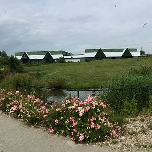 African "Savannah" exhibit
