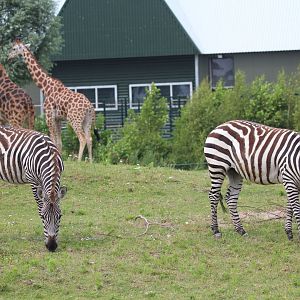 African "Savannah" exhibit