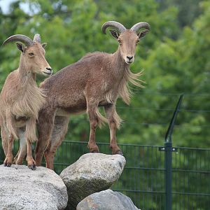 Barbary Sheep exhibit