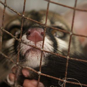 Cape Genet, Tropical House
