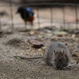 Free-ranging Brown Rat (!), Tropical House