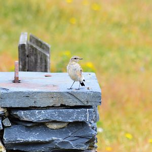 Young stonechat?