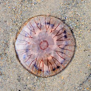 Compass Jellyfish (Chrysaora hysoscella)