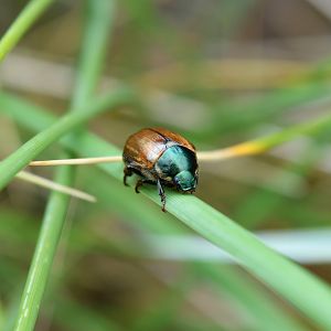 Dune chafer