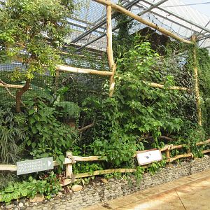 Tropical House - Wreathed Hornbill Exhibit