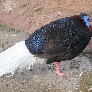 Bulwer's Pheasant