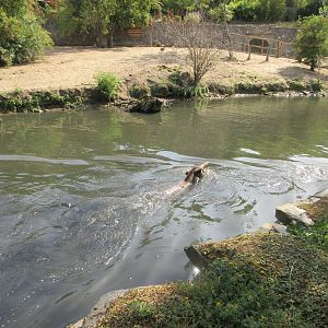 Swimming Tapir