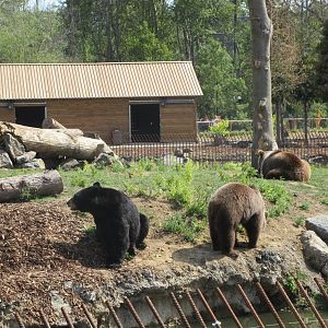 The Last Frontier - Eurasian Brown Bear/American Black Bear Exhibit