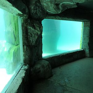 South African Fur Seal Exhibit