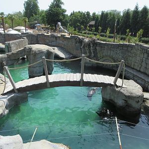 South African Fur Seal Exhibit