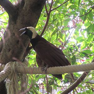 The Middle Kingdom Aviary - Greater Bird of Paradise (free-roaming)