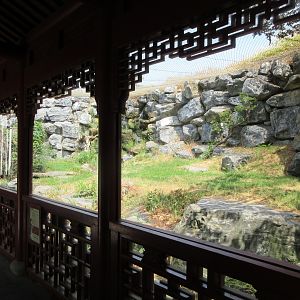 The Middle Kingdom - Snow Leopard Exhibit #1
