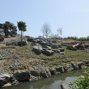 The Middle Kingdom - Golden Takin Exhibit