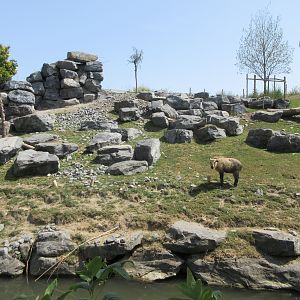 The Middle Kingdom - Golden Takin Exhibit