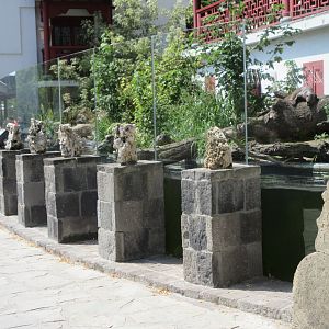 The Middle Kingdom - Giant Otter Exhibit