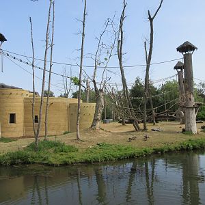Lowland Gorilla/ Mantled Guereza Exhibit