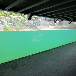 Common Hippo Exhibit - underwater viewing area