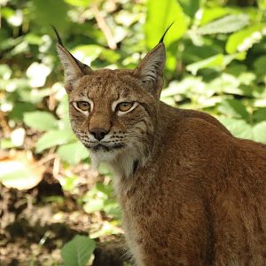 Eurasian Lynx