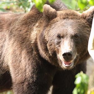 Eurasian Brown Bear