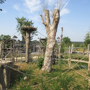 The Kingdom of Ganesha - Sumatran Orangutan Exhibit