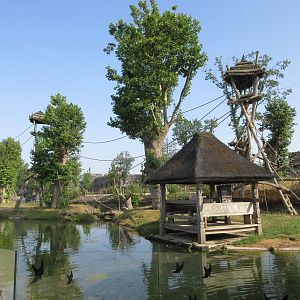The Kingdom of Ganesha - Sumatran Orangutan Exhibit