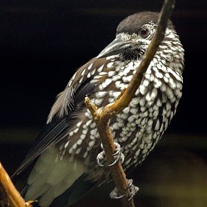 Nutcracker (N. c. caryocatactes)