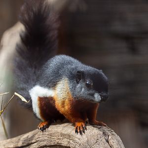 Prevost's squirrel : Cotswold WP : 14 Jun 2019