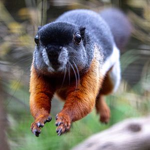 Prevost's squirrel : Cotswold WP : 14 Jun 2019