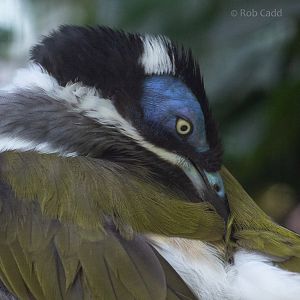 Blue-faced honeyeater : Cotswold WP : 14 Jun 2019