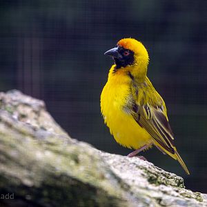 Southern masked weaver : Cotswold WP : 14 Jun 2019