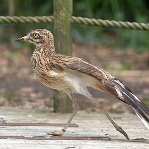 Eurasian thick-knee / stone-curlew (European thick-knee / stone-curlew) : Cotswold WP : 14 Jun 2019