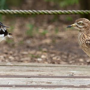 Pied / Eurasian avocet; Eurasian thick-knee / stone-curlew (European thick-knee / stone-curlew) : Cotswold WP : 14 Jun 2019