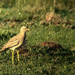 European stone-curlew (European thick-knee) : Buckinghamshire : 15 May 2019