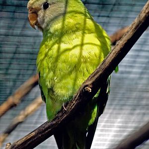 Grey-headed lovebird