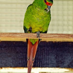 Austral conure