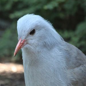 Kagu - July 2019