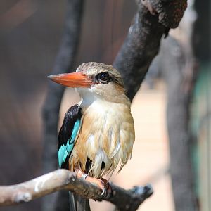Brown-hooded Kingfisher - July 2019